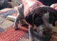 Ofrecimiento coonhound bluetick cachorros listo - Foto 1