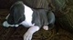 Ofrecimiento Pitbull Terrier Americano cachorros listo - Foto 1
