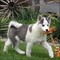 Perrito lindo del husky siberiano. cachorro