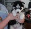 Perritos del husky siberiano para la adopción