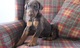 Perritos del pinscher del doberman disponibles para la adopción