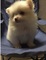 Pomeranian cachorros listo para la adopción - Foto 1