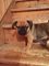 Preciosa casa criados double jug pug cachorros