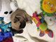 Pug carlino cachorros de forma gratuita con