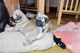 Pug puppies for SALE - Foto 1