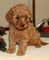 Puppys cavapoo