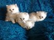 Pure silver tipped chinchilla persians