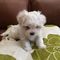 Regalo cachorros bichon maltes en adopcion mucho y hembra - Foto 1