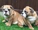 Registered english bulldog puppies ahora listo