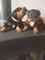 Rottweiler cachorros