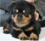 Rottweiler cachorros listos para la adopción - Foto 1