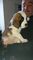 Saint bernard pups listo para regalo de navidad