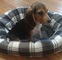 Saludables beagle cachorros disponibles para adopción