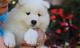 Samoyedo cachorros listos para regalo de Navidad - Foto 1