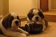 San Bernardo cachorros en venta listos para regalo de Navidad - Foto 1