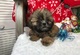 Shih tzu cachorros listos para la adopción - Foto 1