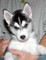Siberian husky puppies for new home