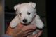 Tres cuarto West highland blanco cachorros listos para regalo de - Foto 1