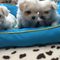 Tres hermosos cachorros malteses - Foto 1