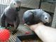 Un par de loros grises africanos que hablan - Foto 1