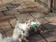 West Highland blanco cachorros a la venta listos para regalo de N - Foto 1