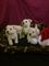 West highland terrier cachorros listo para regalo de navidad