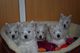 West highland terrier cachorros listo para regalo de navidad