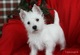 West Highland White Terrier cachorros listos para la adopción - Foto 1