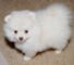 12 semanas cachorros Pomeranian - Foto 1