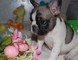 2 dogos franceses hermosos