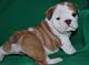 Adorable cachorros bulldog frances para adopcion