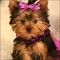 Adorable yorkshire terrier cachorros