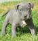 American pit bull terrier