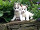 Amistoso ojos azules husky siberiano cachorros disponibles