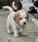 Beagle cachorros hermosa camada de cachorros beagle pedigree am