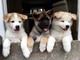 Bear headed cachorros akita