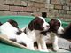 Bellezackc cockerspaniel cachorros