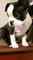 Boston terrier cachorro busca hogar