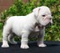 Bulldog inglés cachorro disponible