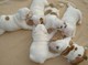 Bulldog inglés cachorros para la adopción - Foto 1