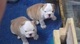 Bulldog inglés cachorros para la adopción