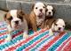 Bulldog ingles hermosos cachorros imponentes