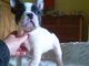 Cachorro bulldog frances macho y hembras - Foto 1