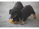 Cachorro rottweiler con pedigrí