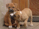 Cachorros adorables de amstaff