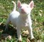 Cachorros akc bull terrier