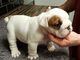 Cachorros bulldog inglés blanco pura disponible para la venta