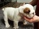 Cachorros Bulldog Inglés Blanco Pura Disponible para la venta - Foto 1