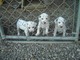 Cachorros Dalmacianos - Foto 1