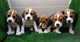 Cachorros de beagle